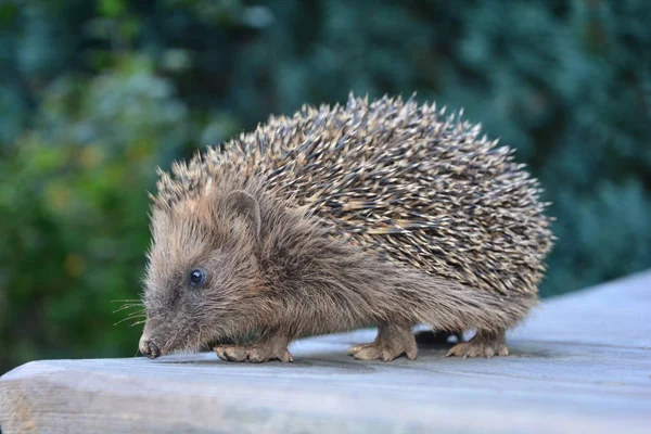 Ein Niedlicher Igel Von Der Seite Auf Holz Vor Grüner — Stockfoto