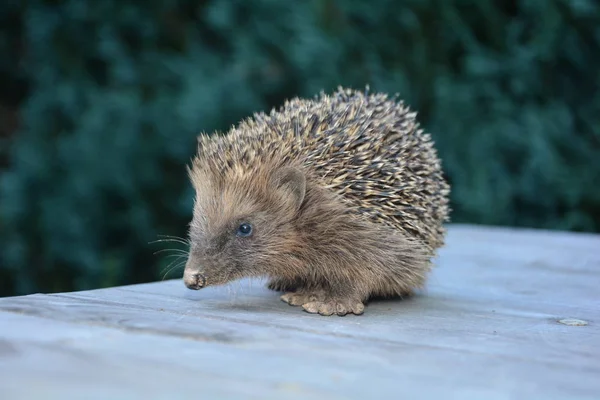 Cute Hedgehog Siede Legno Fronte Alla Natura Verde Con Spazio — Foto Stock