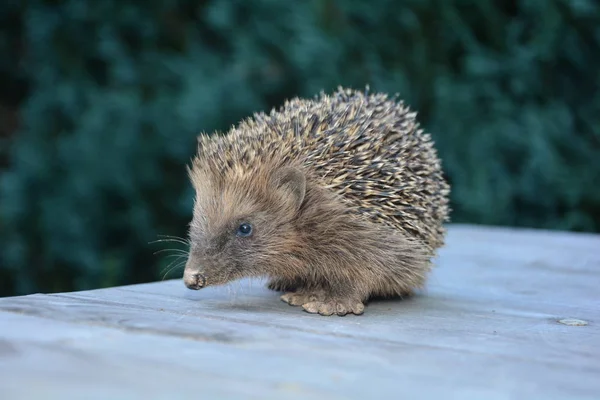 Cute Hedgehog Sits Wood Front Green Nature Copy Space — Stock Photo, Image