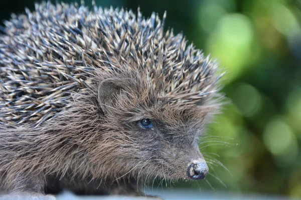 Een Egel Close Voordat Groene Natuur Bokeh — Stockfoto