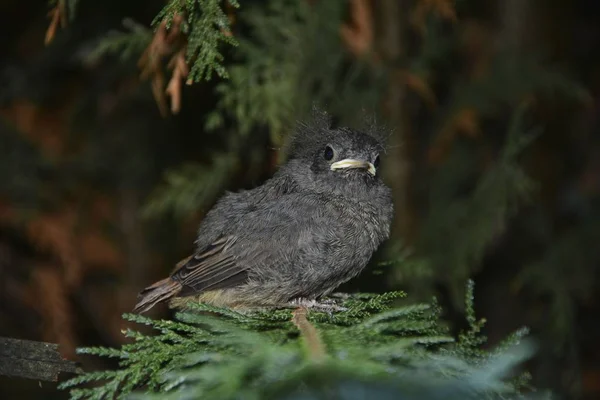 Zwarte Redstart Young Bird zit op tak in een Haag — Stockfoto