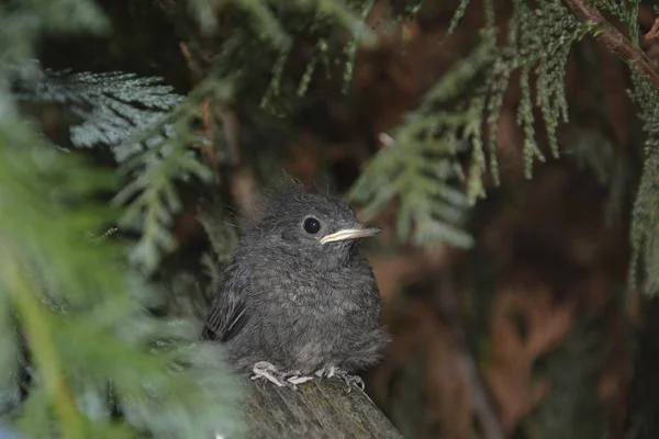 Zwarte Redstart Young Bird Zit Tak Een Haag — Stockfoto