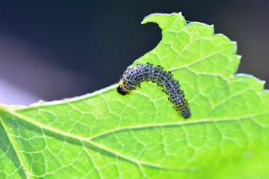 Caterpillar - Sawfly- - Yeşil yaprak üzerinde Broadfooted huş yaprağı yaban arağı