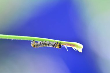 Caterpillar - Sawfly - - Mavi arka planlı broadfooted huş yaprağı yaban mersini yaban mersini