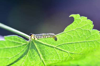 Caterpillar - Sawfly - Broadfooted huş yaprağı isdeği yaprak üzerinde çalıştırmak