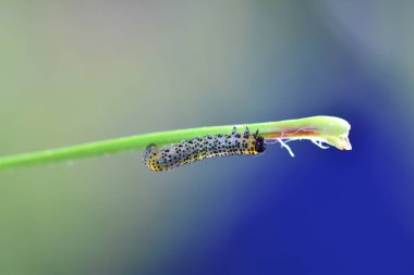 Bir Tırtıl - Sawfly - Broadfooted huş yaprağı wasp