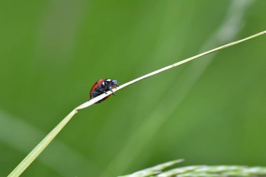  Kırmızı Uğur Böceği yeşil doğada bitki üzerinde 