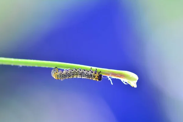 Caterpillar - Sawfly - - Mavi arka planlı broadfooted huş yaprağı yaban mersini yaban mersini