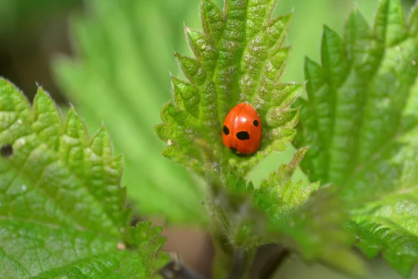 Mariquita roja sobre planta en naturaleza verde — Foto de Stock