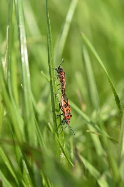 Erro de canela - dois insetos enquanto acasalam na grama verde — Fotografia de Stock
