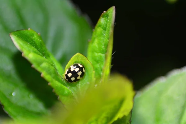 Ladybird Noir Blanc Sur Feuille Verte Dans Nature — Photo