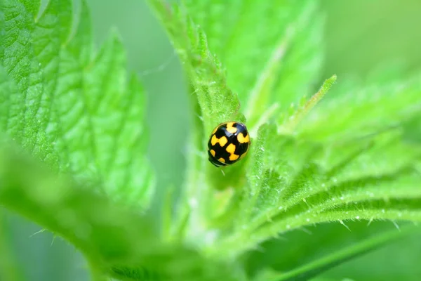 Yellow Ladybird with black  template  on plant in green nature