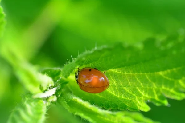 Red ladybug without dots on green leaf in nature — Stock Photo, Image