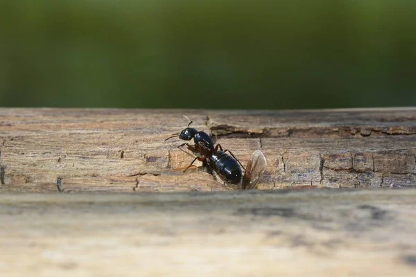 Ant queen with discarded wings