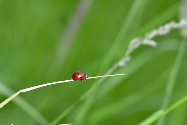 Ladybird sur la plante dans la nature verte avec beaucoup d'espace de copie — Photo