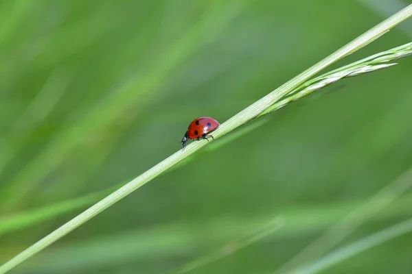 A red Harlekin - Ladybird runs on plant in green nature — Stock Photo, Image