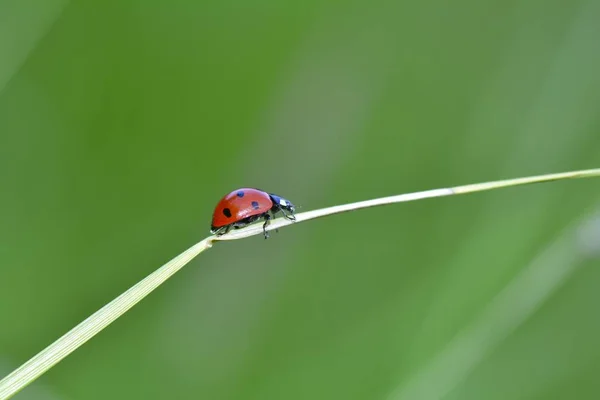 Červený Beruška na rostlině v zelené přírodě — Stock fotografie