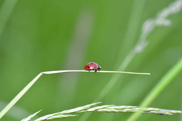 赤いハーレキン - 緑の自然の植物上のレディバード — ストック写真