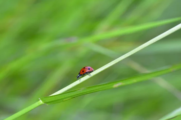 Röd Ladybird på växt i grön natur med många kopia utrymme — Stockfoto