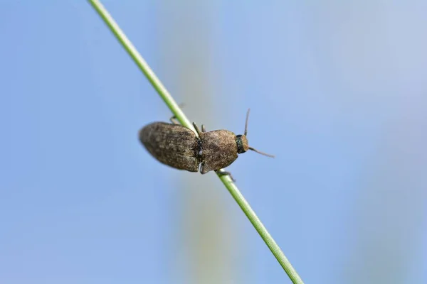 灰鼠甲虫（阿格里普努斯穆里努斯）在一片草叶对蓝天 — 图库照片