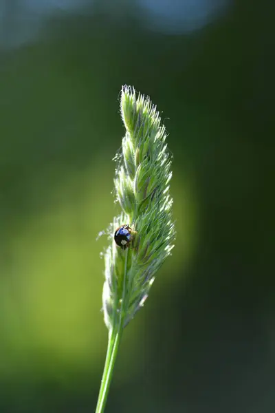 Schwarzer Marienkäfer mit roten Punkten auf Pflanzen in grüner Natur — Stockfoto