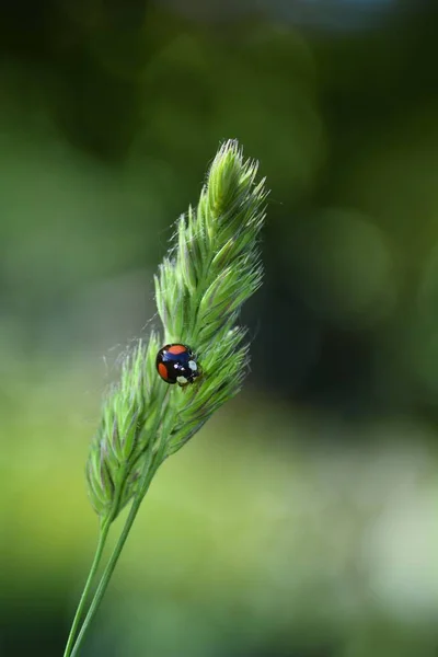 Svart nyckelpiga med röda punkter på anläggningen i grön natur — Stockfoto