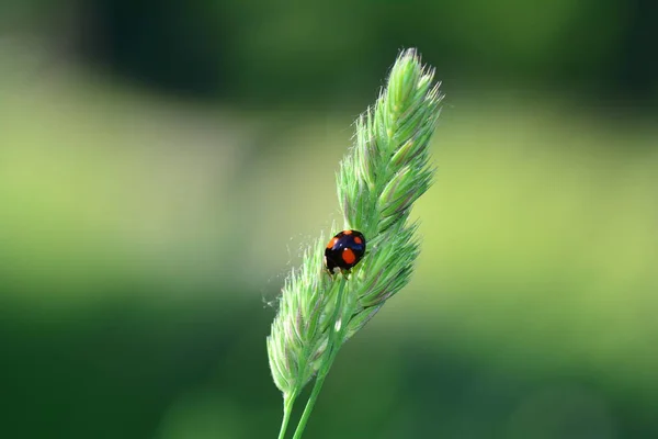 Un Mariquita negro con puntos rojos en la planta en la naturaleza verde — Foto de Stock