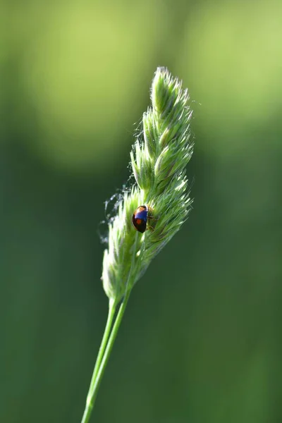 Černá Beruška s červenými body na rostlině v zeleni — Stock fotografie