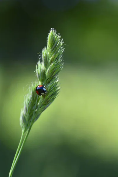 Svart Ladybird med röda punkter på växt i naturen — Stockfoto