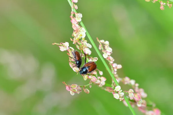 Dois besouros de chafer de jardim (Phyllopertha horticola) na fábrica na natureza verde — Fotografia de Stock