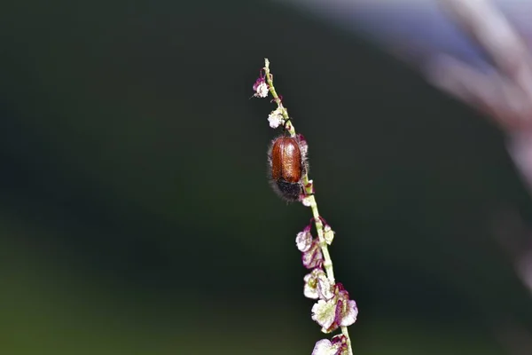 Zahradnický brouk (Rélopertha zahradola) na rostlině s tmavým pozadím — Stock fotografie