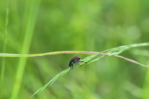 Besouro de folhagem de jardim (Phyllopertha horticola) em planta na frente da natureza verde — Fotografia de Stock