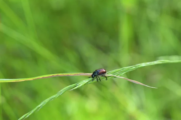 Besouro de folhagem de jardim (Phyllopertha horticola) em planta na frente da natureza verde — Fotografia de Stock