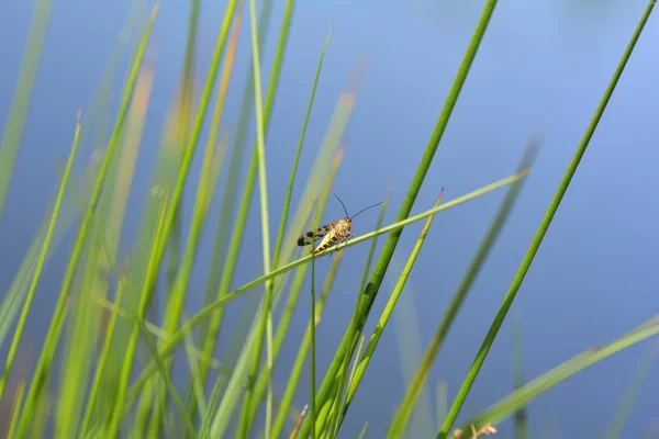 Egy Scorpion légy zöld fű (Panorpidae ) — Stock Fotó