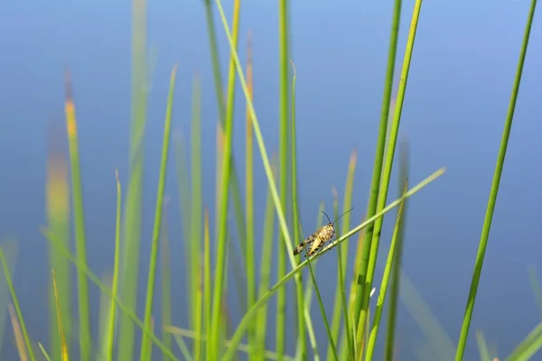 Eine Skorpionsfliege in freier Wildbahn (panorpidae ) — Stockfoto