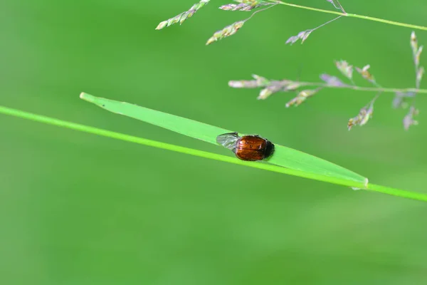 Chrząszcz ogrodowy (Phyllopertha niszczylistka) na trawie przed zieloną naturą — Zdjęcie stockowe