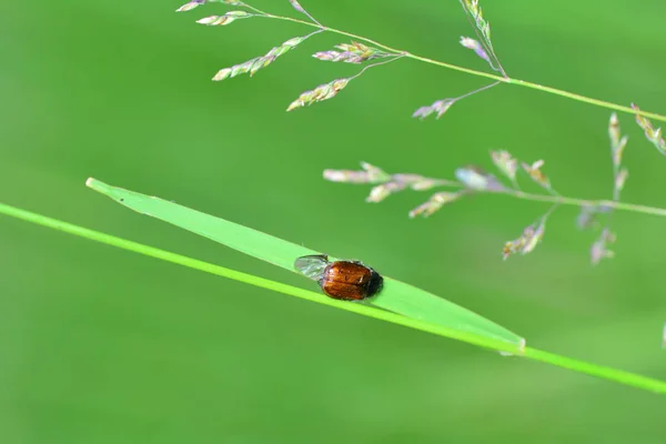En trädgård lövverk Beetle (Phyllopertha horticola) på grasst framför grön natur — Stockfoto