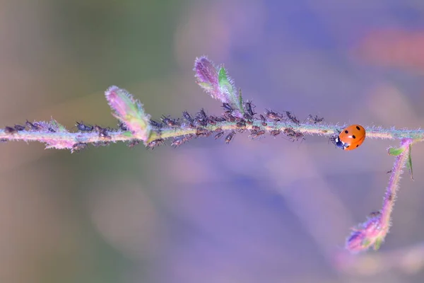 Rudá Beruška (Coccinellidae) na rostlině s mnoha afhidy — Stock fotografie