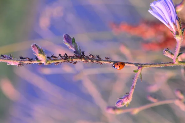 Ladybird (Coccinellidae) på växt med många bladlöja — Stockfoto