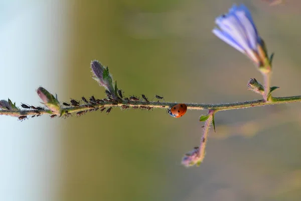 Ein Marienkäfer (coccinellidae) auf Pflanze mit vielen Blattläusen und grünem Hintergrund — Stockfoto