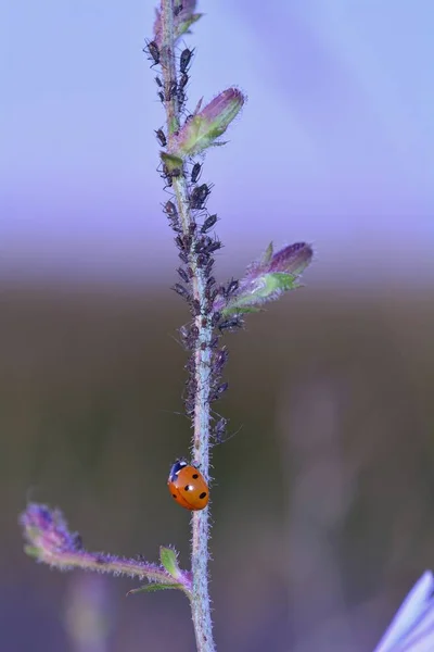 Ladybug   (  Coccinellidae  )  on plant with many aphids in the evening — Stock Photo, Image