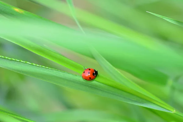 Roter Marienkäfer auf Gras in grüner Natur — Stockfoto