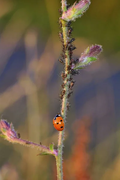 Une coccinelle rouge (Coccinellidae) sur une plante avec de nombreux pucerons — Photo