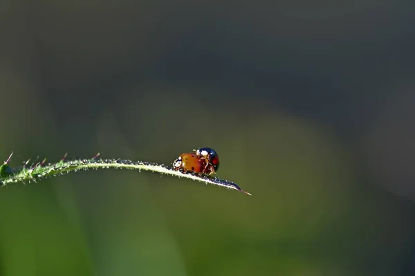 Två nyckelpigor parning i naturen med kopierings utrymme — Stockfoto