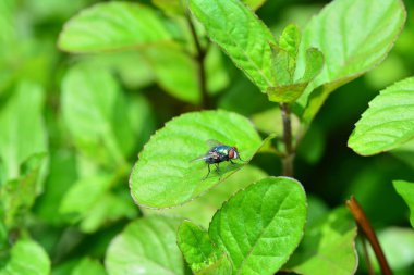 Sinek üzerinde yeşil yaprak oturur