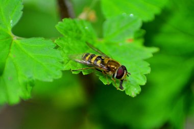 Hoverfly ( Syrphidae ) doğada yeşil yaprak üzerinde