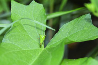 Bir yeşil Cicada - Buffalo treehopper (Stictocephala bizonyak ) doğada yukarıdan