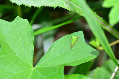 Yeşil Cicada - Buffalo treehopper (Stictocephala bizonyak ) yeşil doğada yukarıdan