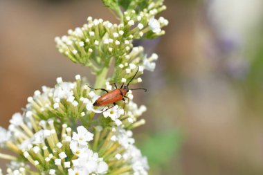 Longhorn Beetle ( Stictoleptura rubra ) açık havada beyaz yaz leylak böceği