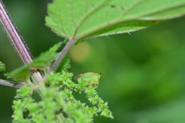 Bir yeşil Cicada - Buffalo treehopper (Stictocephala bizonyak ) yandan
